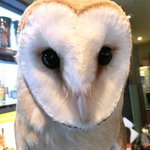 パクチーバル 8889 - メンフクロウのパティ(PATTI) 剛力彩芽に似ている