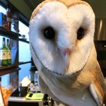 パクチーバル 8889 - メンフクロウのパティ(PATTI) 剛力彩芽に似ている