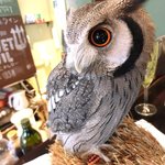 パクチーバル 8889 - アフリカオオコノハズク 体重240g トト(TOTO) ランボー時代のスタローンに似ている