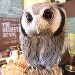 パクチーバル 8889 - アフリカオオコノハズク 体重240g トト(TOTO) ランボー時代のスタローンに似ている