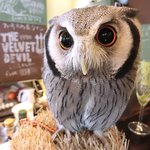 パクチーバル 8889 - アフリカオオコノハズク 体重240g トト(TOTO) ランボー時代のスタローンに似ている