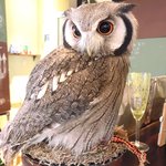 パクチーバル 8889 - アフリカオオコノハズク 体重240g トト(TOTO) ランボー時代のスタローンに似ている