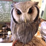 パクチーバル 8889 - アフリカオオコノハズク 体重240g トト(TOTO) ランボー時代のスタローンに似ている