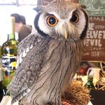 パクチーバル 8889 - アフリカオオコノハズク 体重240g トト(TOTO) ランボー時代のスタローンに似ている