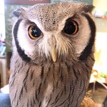 パクチーバル 8889 - アフリカオオコノハズク 体重240g トト(TOTO) ランボー時代のスタローンに似ている