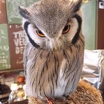 パクチーバル 8889 - アフリカオオコノハズク 体重240g トト(TOTO) ランボー時代のスタローンに似ている