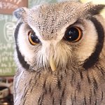 パクチーバル 8889 - アフリカオオコノハズク 体重240g トト(TOTO) ランボー時代のスタローンに似ている