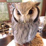 パクチーバル 8889 - アフリカオオコノハズク 体重240g トト(TOTO) ランボー時代のスタローンに似ている