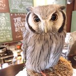 パクチーバル 8889 - アフリカオオコノハズク 体重240g トト(TOTO) ランボー時代のスタローンに似ている