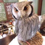 パクチーバル 8889 - アフリカオオコノハズク 体重240g トト(TOTO) ランボー時代のスタローンに似ている