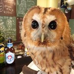 パクチーバル 8889 - モリフクロウ 体重450g ニコ(NICO) 山崎努に似ている