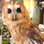 パクチーバル 8889 - モリフクロウ 体重450g ニコ(NICO) 山崎努に似ている