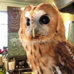 パクチーバル 8889 - モリフクロウ 体重450g ニコ(NICO) 山崎努に似ている