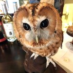 パクチーバル 8889 - モリフクロウ 体重450g ニコ(NICO) 山崎努に似ている