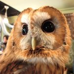 パクチーバル 8889 - モリフクロウ 体重450g ニコ(NICO) 山崎努に似ている