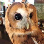 パクチーバル 8889 - モリフクロウ 体重450g ニコ(NICO) 山崎努に似ている