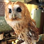 パクチーバル 8889 - モリフクロウ 体重450g ニコ(NICO) 山崎努に似ている