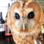 パクチーバル 8889 - モリフクロウ 体重450g ニコ(NICO) 山崎努に似ている