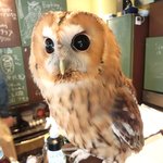 パクチーバル 8889 - モリフクロウ 体重450g ニコ(NICO) 山崎努に似ている