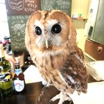 パクチーバル 8889 - モリフクロウ 体重450g ニコ(NICO) 山崎努に似ている