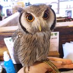 パクチーバル 8889 - アフリカオオコノハズクの「トト」