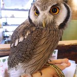 パクチーバル 8889 - アフリカオオコノハズクの「トト」