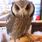 パクチーバル 8889 - アフリカオオコノハズクの「トト」