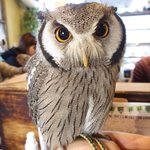 パクチーバル 8889 - アフリカオオコノハズクの「トト」