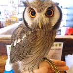 パクチーバル 8889 - アフリカオオコノハズクの「トト」