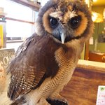 パクチーバル 8889 - オオフクロウの「キング」