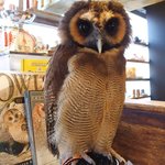 パクチーバル 8889 - オオフクロウの「キング」