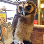 パクチーバル 8889 - オオフクロウの「キング」