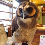 パクチーバル 8889 - オオフクロウの「キング」