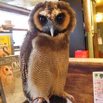 パクチーバル 8889 - オオフクロウの「キング」