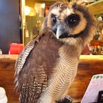 パクチーバル 8889 - オオフクロウの「キング」