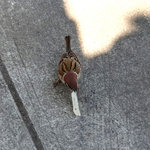 讃岐うどん がもう - スズメも大好きがもううどん（笑）