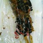 LAWSON - 料理写真:
