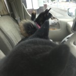 ピッザピッザピッザ - 