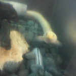 鰻はし本 - 池神様