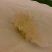 やま中・本店　鮨と日本料理　 - 