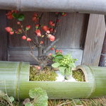 草喰 なかひがし - 看板の下の、梅とふきのとう