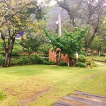 サクラ テーブル - お庭から〜