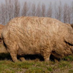 らんぷ亭 - マンガリッツァ豚様 画像借りました