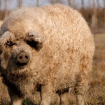 らんぷ亭 - 画像借りました