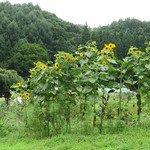 季節の素材 手打ちそば 岳 - ヒマワリが咲く里山