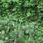 季節の素材 手打ちそば 岳 - 感激〜♡ 茄子の畑 