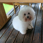 季節の素材 手打ちそば 岳 - お利口さんでした