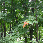 季節の素材 手打ちそば 岳 - ブナの森に小さな秋〜♬