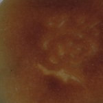 創作郷土菓子 榎本屋 - 梅街道