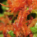 手打ち蕎麦 ほかげ - 江戸川春菊と桜えびサラダ仕立て　ズームアップ